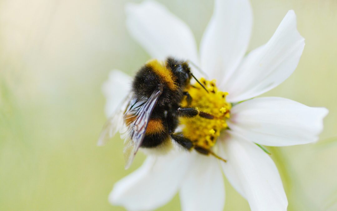 Solar farms can protect habitats and biodiversity