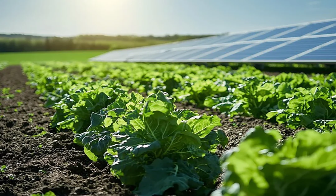 Could Agrivoltaics Be the Lifeline United States Farmers Need? 